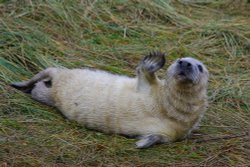 Grey Seal pup at Donna Nook