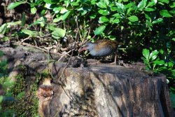 Water Rail At Roker