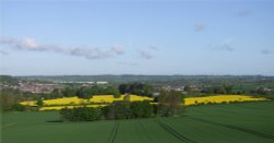 The yellow flower of Oil Seed Rape