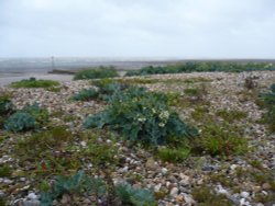 Littlehampton beach plants