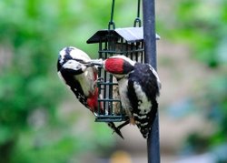 Fledgling woodpecker