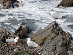 Seagulls at Hartland Quay