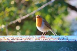 Robin red breast