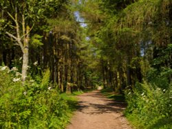 Beacon Fell Country Park, Lancashire