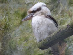Kookaburra, Paradise Park