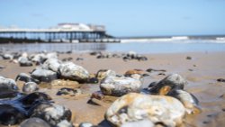 Cromer, North Norfolk Coast