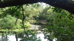 Bystock Pond, East Devon