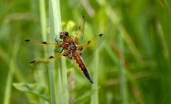 Four Spotted Chaser