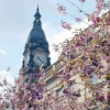 Bolton Town Hall seen through cherry blossom, Spring 2003.