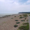 A picture of Rye