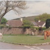 Ponies grazing at Belstone Village, Devon