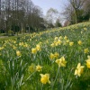 Daffodils in a small park in the town center of Aldershot, Hampshire