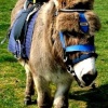 This donkey is one of two, giving rides at Hayling.  April 2005