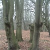 Ancient Beech Forest
