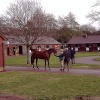 Tattersalls Horse Auctions, Newmarket 2003