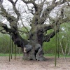 The Great Oak, Sherwood Forest