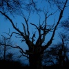 The Old Oak at Glastonbury