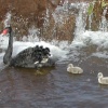 Black swan cygnets