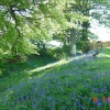 Bluebells at Borough Hill, Daventry, Northamptonshire