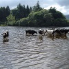 Cows cooling off in Derwentwater