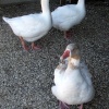 Ducks at Stapehill Farm & Gardens