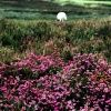 Sheep and heather, York moors