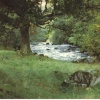 Same stream near Rydal, Lake district