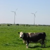 Small windfarm plus one cow, near Sutton-on-Sea, Lincolnshire