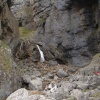 Gordale Scar waterfall, an ancient collapsed cave system near Malham, Yorkshire Dales.