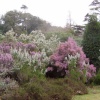 Glendurgan Gardens, in Cornwall.  Tree Heather in flower in March