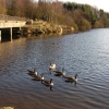Canadian Geese on Turton reservoir, Lancashire. February 2006