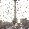London - pigeons at Trafalgar Square
