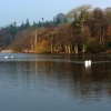 Sawns on Bolam Lake, Northumberland
