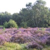 Heather on Dersingham heath, Norfolk.