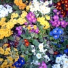 Flowers in the Rock Gardens in Southsea, Hampshire -  - Taken:  10th April 2006