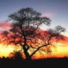 Sunrise at Holton, near Wincanton in Somerset.