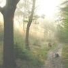 Misty morning in Hockley Woods, Essex