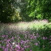 Wild flowers at Knebworth House, Hertfordshire