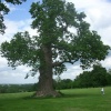 Ancient Oak tree - Knebworth House, Hertfordshire