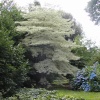 Goodnestone Park Gardens in Kent.