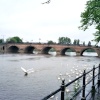 Swans on the River Severn in Worcester