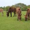 Donkeys, New Forest, Hampshire