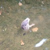 Castleton, Derbyshire. A duck diving under the river in the village