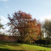 Beautiful tree between Hendred House and the village stores in East Hendred, Oxfordshire