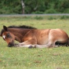 Foal, New Forest, Hampshire