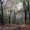 Early Spring at Wendover Woods, Nr Aylesbury, Bucks