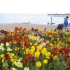 Flowers at the beach side. Felixstowe, Suffolk