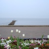 Lowestoft, Suffolk.  - Flowers at Sea front..