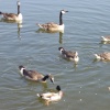 Canadian Geese at the river walk in Clevedon, North Somerset.