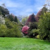 Trebah Garden, Cornwall.  - Looking down the valley from below the house.